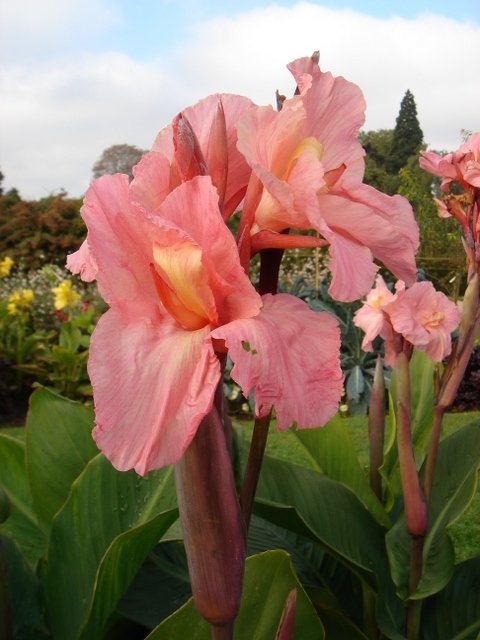Canna x 'Louis Cayeux'